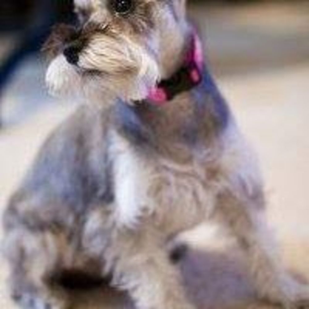 Meet your Posher, Dianne